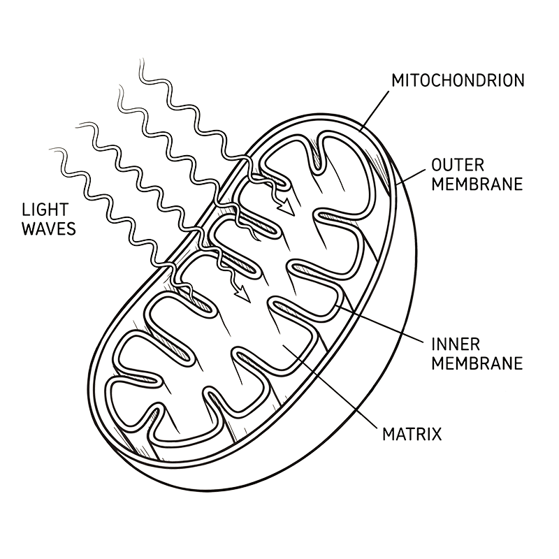 Mitochondrion diagram